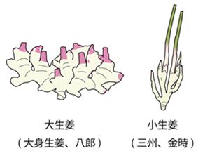 生姜選び